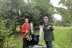 Patricia and Kaitlin harvesting 栗