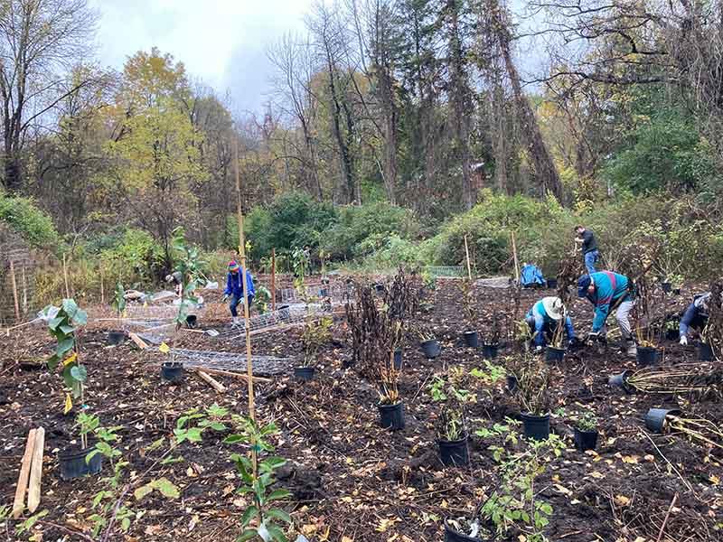 Planting of food forest